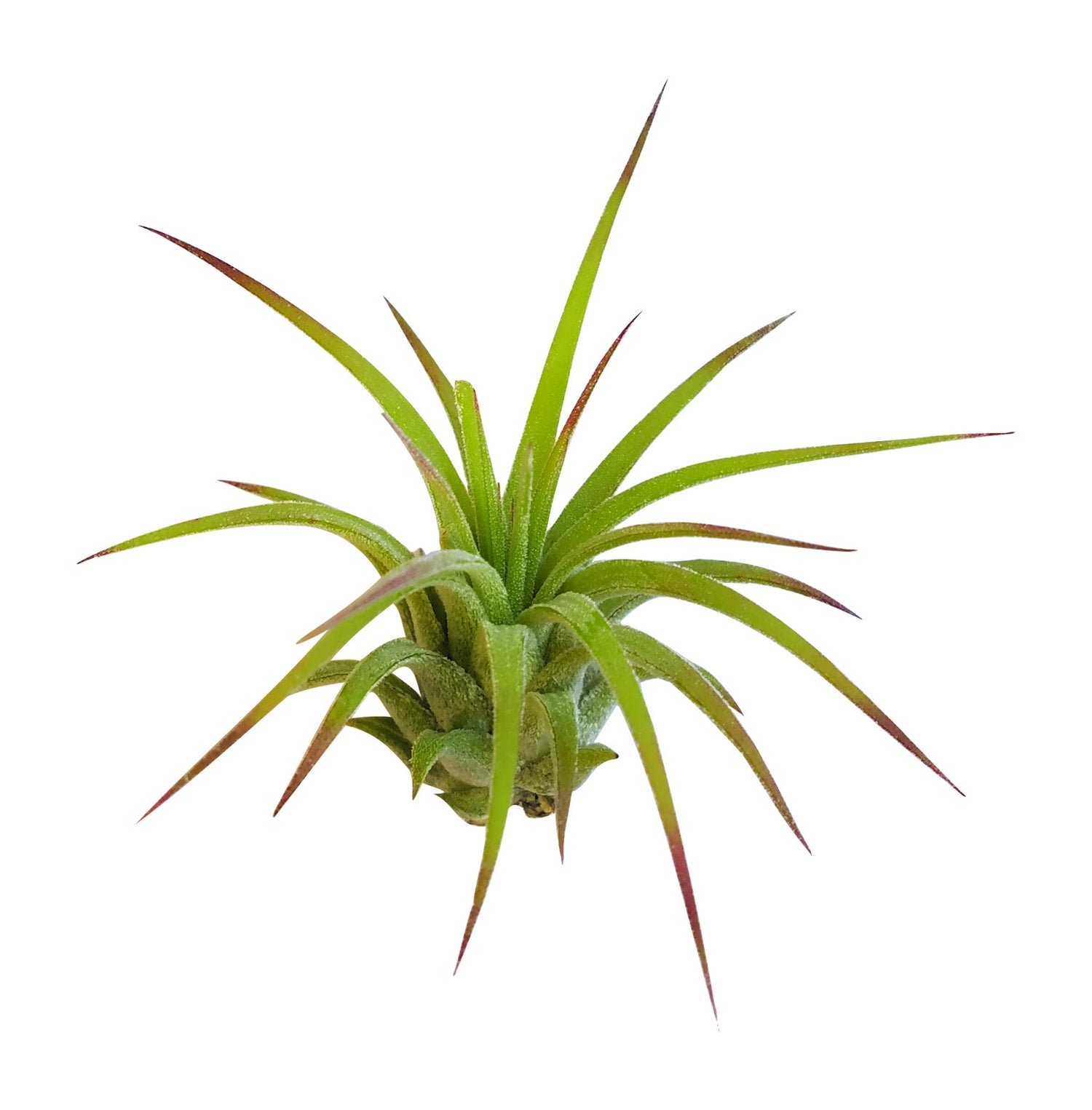 Single Air Plants