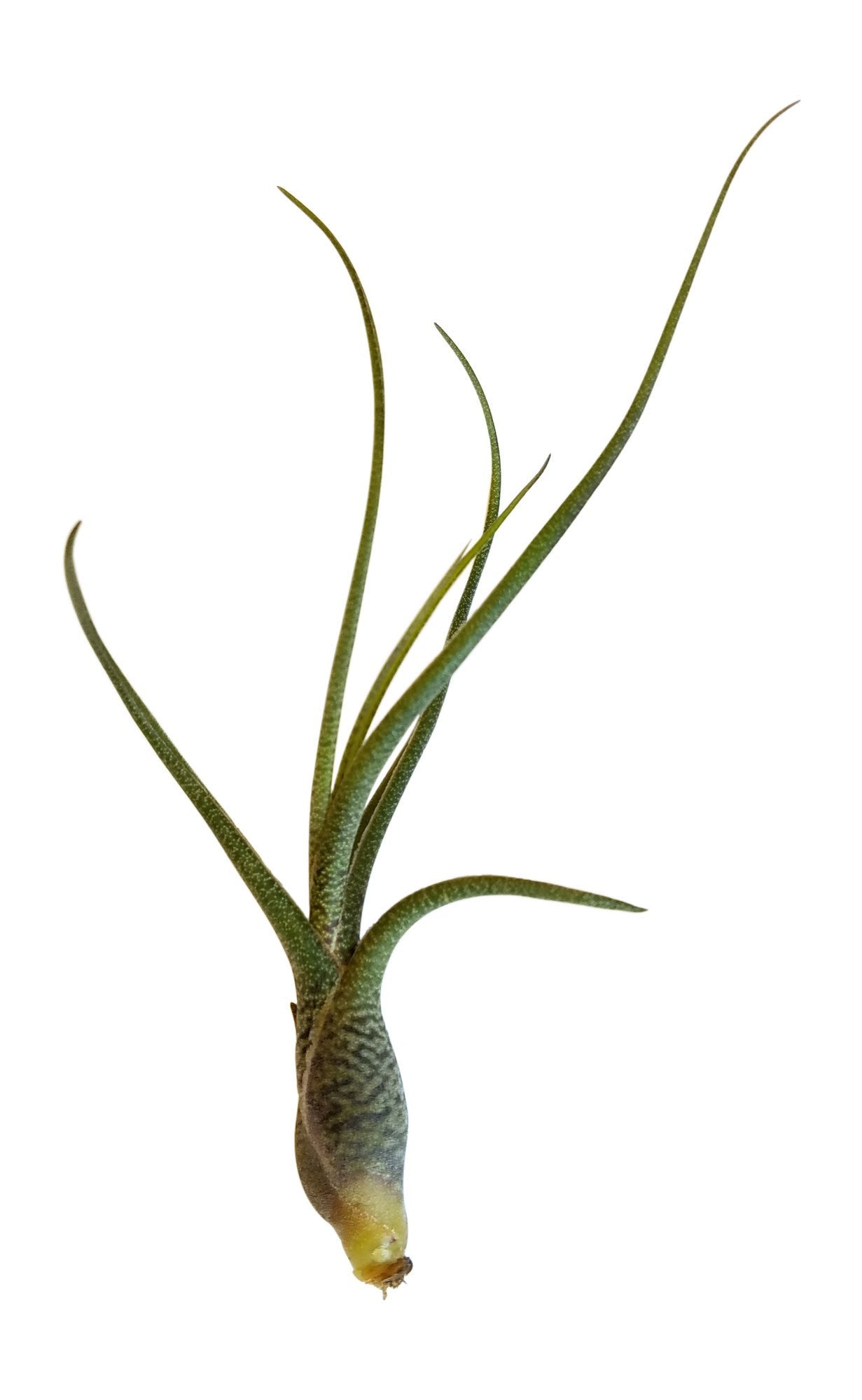 Air Plant Tillandsia Butzii - It Blooms