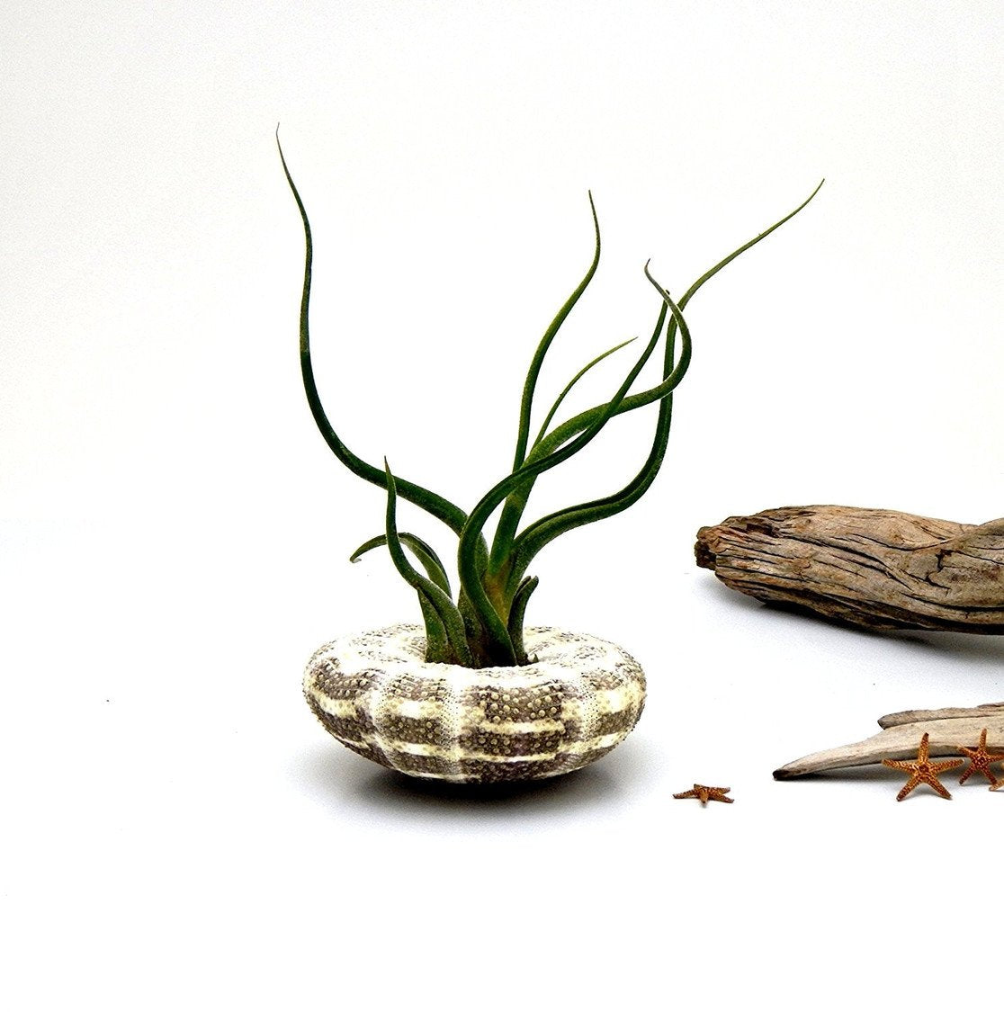 It Blooms Air Plant Large Alfonso Sea Urchin with Caput Medusae Tillandsia - It Blooms