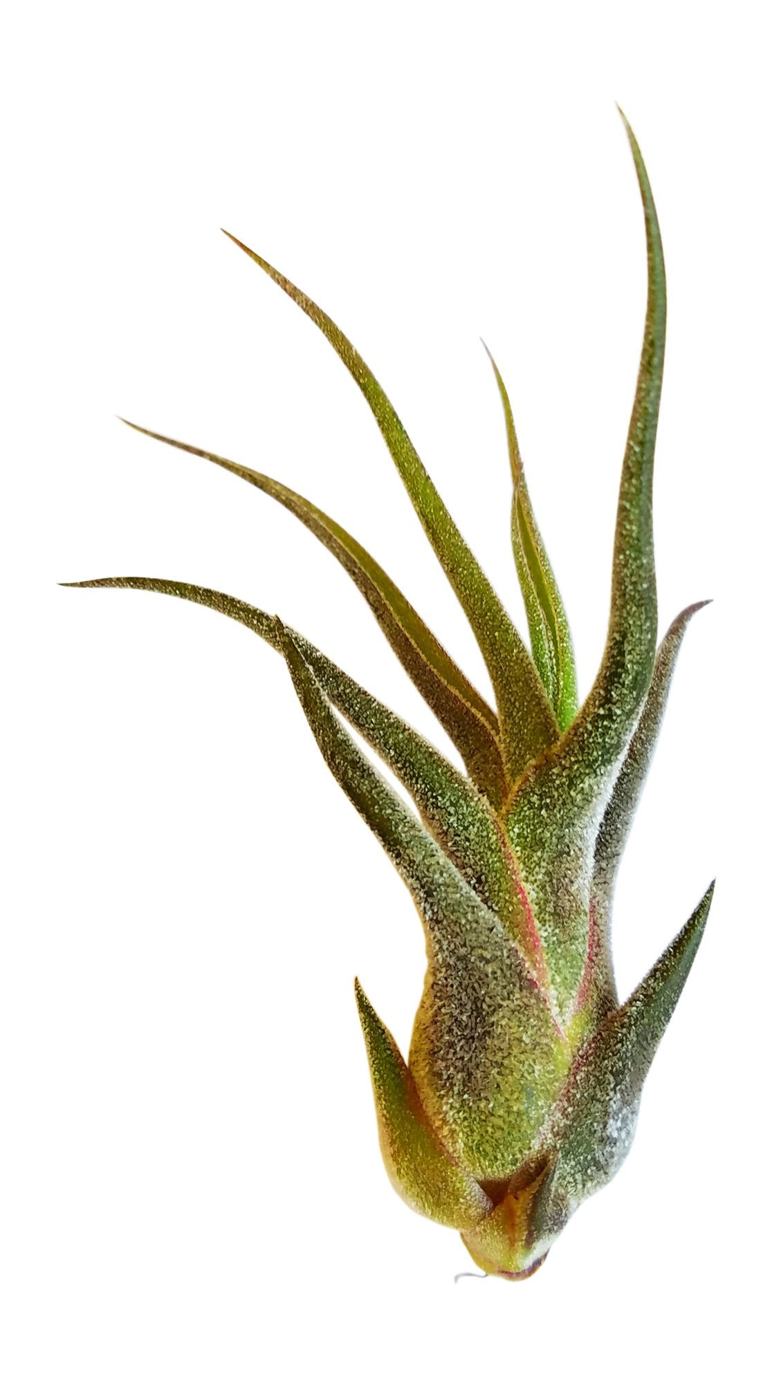 Air Plant Tillandsia Pruinosa - It Blooms