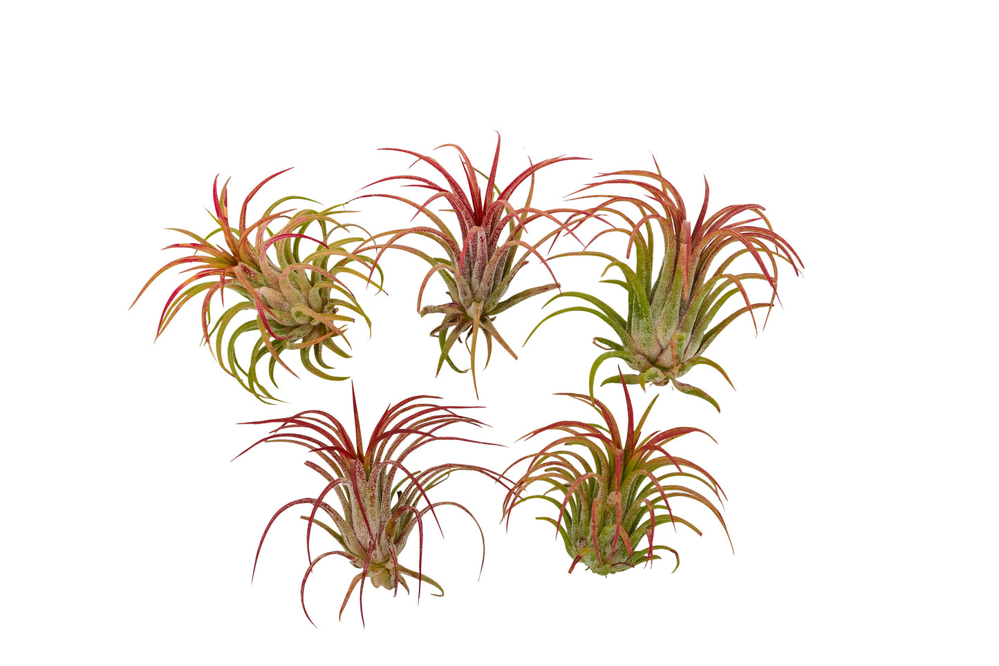 Airplants Tillandsia Red Ionantha Fuego 5 Pack - It Blooms