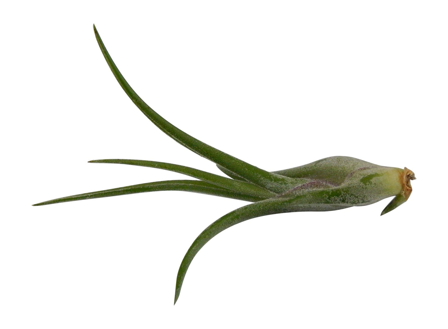 Air Plant Caput Medusae - It Blooms