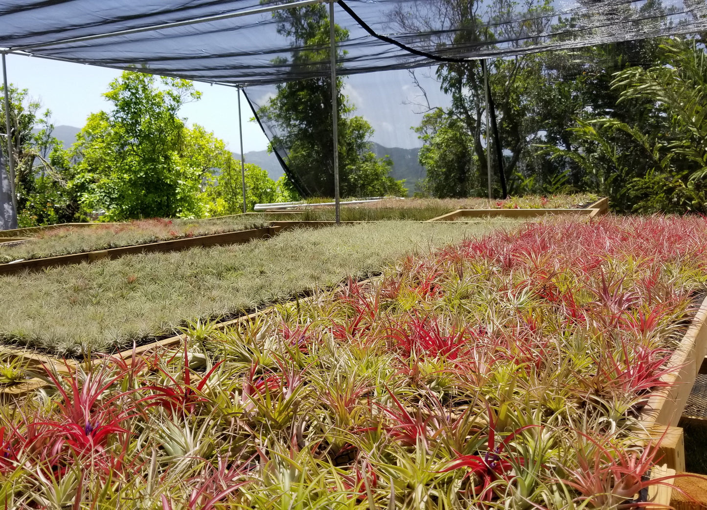 It Blooms  Rainforest Grown 5 Pack Large RED Ionantha Air Plants - Live Tillandsia - 2.5 to 4 inches - 30 Day Guarantee